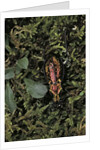 Carabus rutilans (ground beetle) by Anonymous