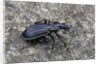 Carabus solieri altamontanus (ground beetle) by Anonymous