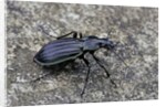 Carabus solieri altamontanus (ground beetle) by Anonymous