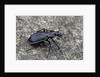 Carabus solieri altamontanus (ground beetle) by Anonymous