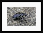 Carabus solieri altamontanus (ground beetle) by Anonymous