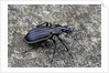 Carabus solieri altamontanus (ground beetle) by Anonymous