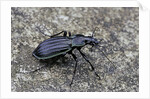 Carabus solieri altamontanus (ground beetle) by Anonymous