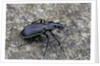 Carabus solieri altamontanus (ground beetle) by Anonymous