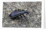 Carabus solieri altamontanus (ground beetle) by Anonymous