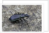 Carabus solieri altamontanus (ground beetle) by Anonymous