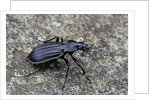 Carabus solieri altamontanus (ground beetle) by Anonymous