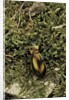 Carabus splendens lapurdanus (ground beetle) by Anonymous