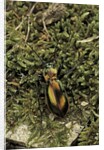 Carabus splendens lapurdanus (ground beetle) by Anonymous