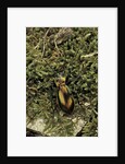 Carabus splendens lapurdanus (ground beetle) by Anonymous