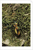 Carabus splendens lapurdanus (ground beetle) by Anonymous