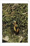 Carabus splendens lapurdanus (ground beetle) by Anonymous