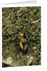 Carabus splendens lapurdanus (ground beetle) by Anonymous