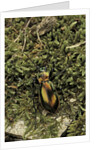 Carabus splendens lapurdanus (ground beetle) by Anonymous