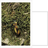 Carabus splendens lapurdanus (ground beetle) by Anonymous