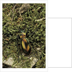 Carabus splendens lapurdanus (ground beetle) by Anonymous