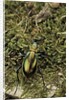Carabus splendens lapurdanus (ground beetle) by Anonymous
