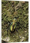Carabus splendens lapurdanus (ground beetle) by Anonymous