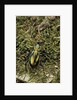Carabus splendens lapurdanus (ground beetle) by Anonymous