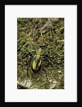 Carabus splendens lapurdanus (ground beetle) by Anonymous