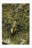 Carabus splendens lapurdanus (ground beetle) by Anonymous