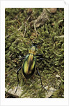 Carabus splendens lapurdanus (ground beetle) by Anonymous