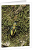 Carabus splendens lapurdanus (ground beetle) by Anonymous