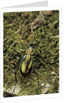 Carabus splendens lapurdanus (ground beetle) by Anonymous