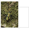 Carabus splendens lapurdanus (ground beetle) by Anonymous