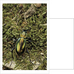 Carabus splendens lapurdanus (ground beetle) by Anonymous