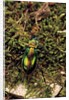 Carabus splendens lapurdanus (ground beetle) by Anonymous