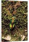 Carabus splendens lapurdanus (ground beetle) by Anonymous