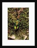 Carabus splendens lapurdanus (ground beetle) by Anonymous