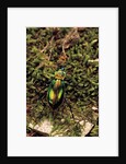 Carabus splendens lapurdanus (ground beetle) by Anonymous