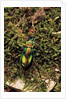 Carabus splendens lapurdanus (ground beetle) by Anonymous