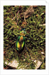 Carabus splendens lapurdanus (ground beetle) by Anonymous