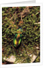 Carabus splendens lapurdanus (ground beetle) by Anonymous