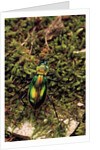 Carabus splendens lapurdanus (ground beetle) by Anonymous