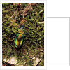 Carabus splendens lapurdanus (ground beetle) by Anonymous