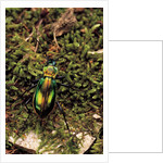 Carabus splendens lapurdanus (ground beetle) by Anonymous