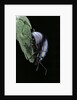 Chrysolina cerealis (rainbow leaf beetle) by Anonymous