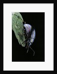 Chrysolina cerealis (rainbow leaf beetle) by Anonymous