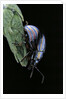 Chrysolina cerealis (rainbow leaf beetle) by Anonymous