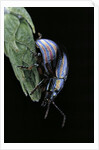 Chrysolina cerealis (rainbow leaf beetle) by Anonymous