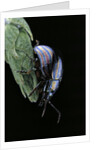 Chrysolina cerealis (rainbow leaf beetle) by Anonymous