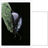 Chrysolina cerealis (rainbow leaf beetle) by Anonymous