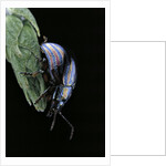 Chrysolina cerealis (rainbow leaf beetle) by Anonymous