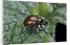 Chrysolina polita (leaf beetle) by Anonymous