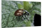 Chrysolina polita (leaf beetle) by Anonymous