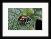 Chrysolina polita (leaf beetle) by Anonymous